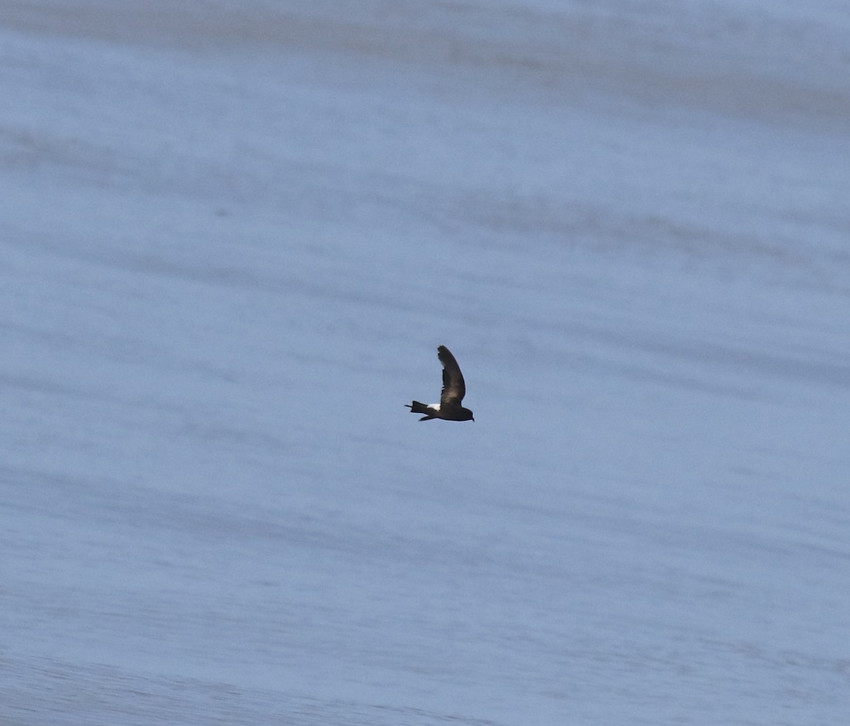 Wilson's Storm-Petrel - ML645589969