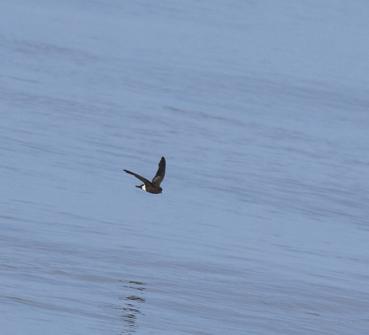 Wilson's Storm-Petrel - ML645589970