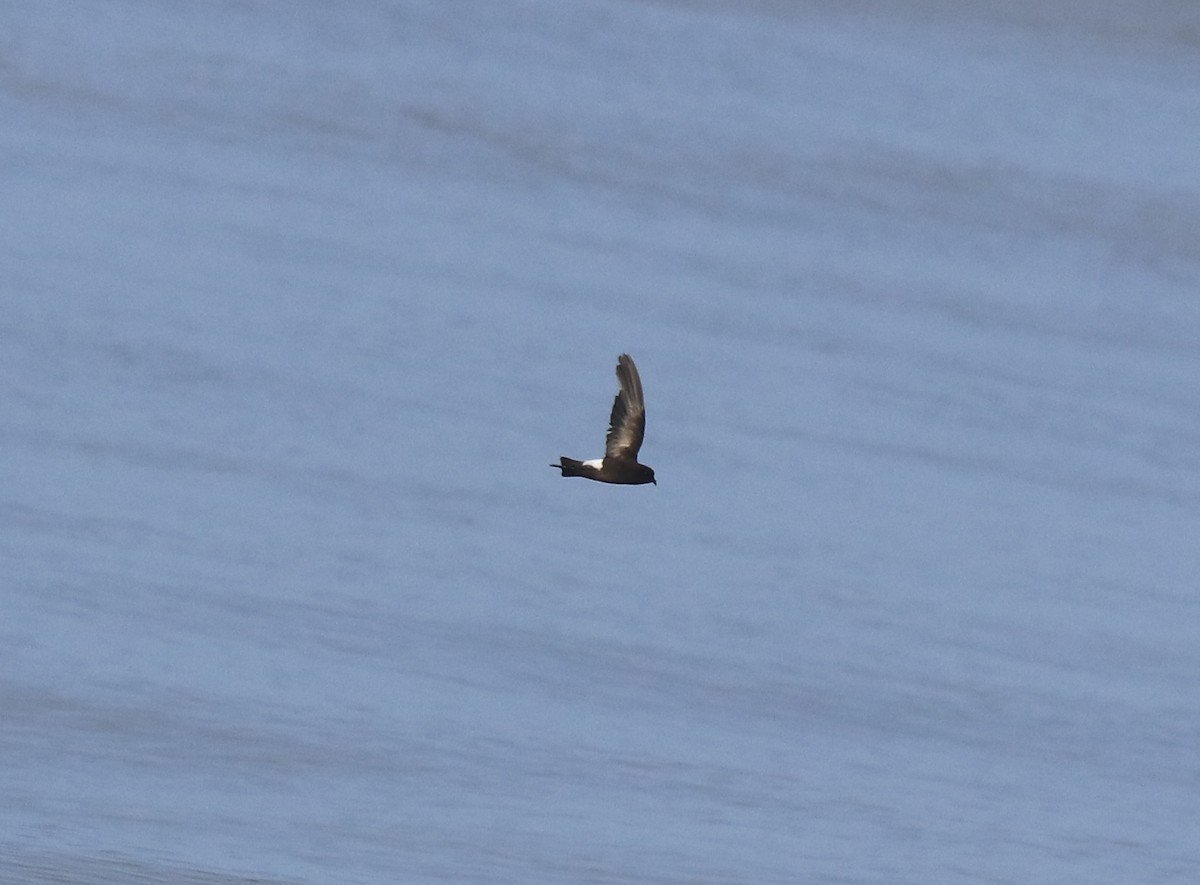 Wilson's Storm-Petrel - ML645589971