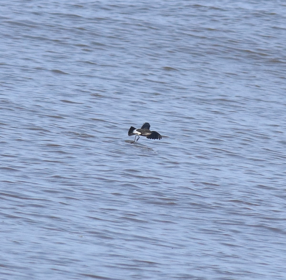 Wilson's Storm-Petrel - ML645589972