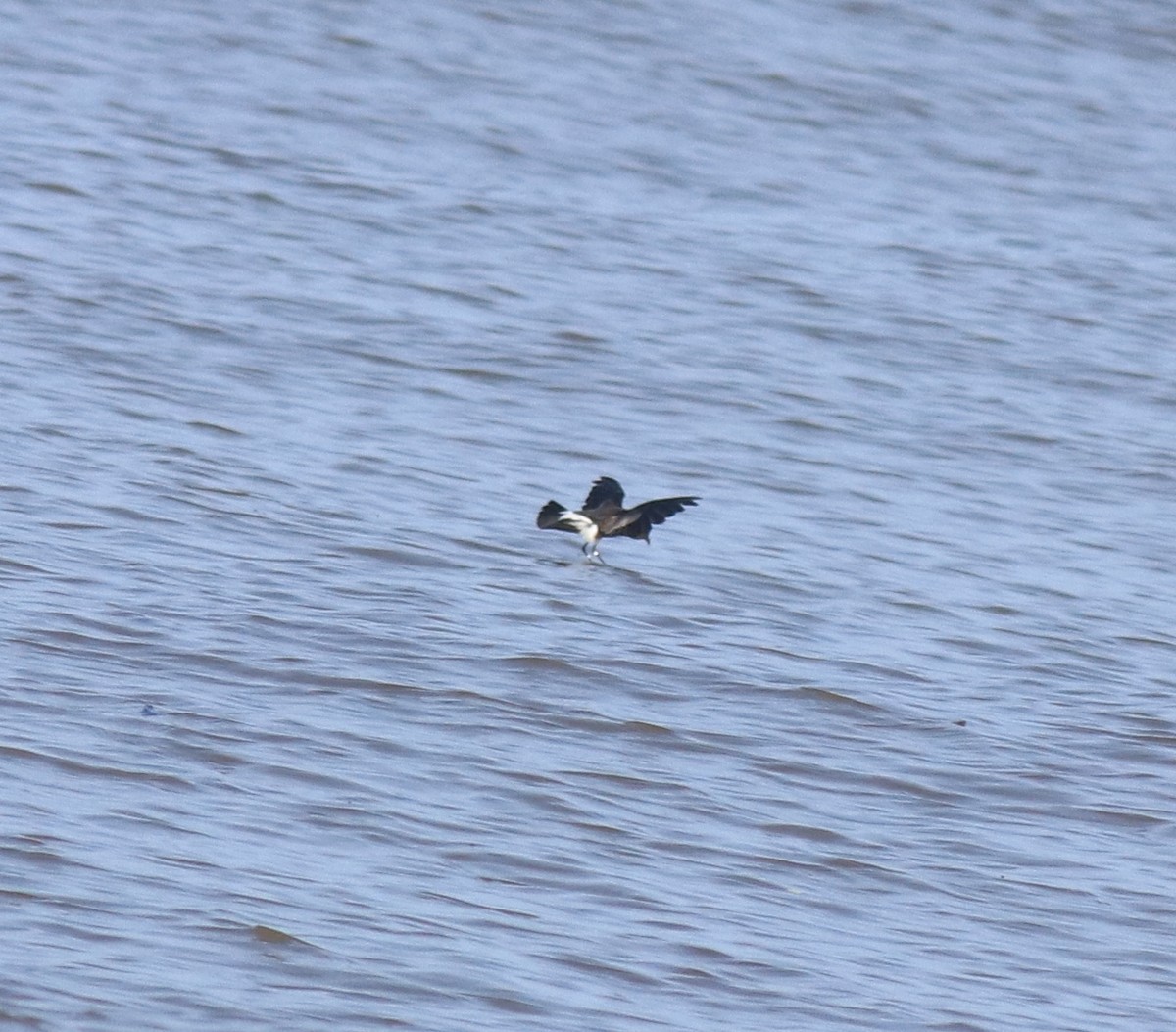 Wilson's Storm-Petrel - ML645589973
