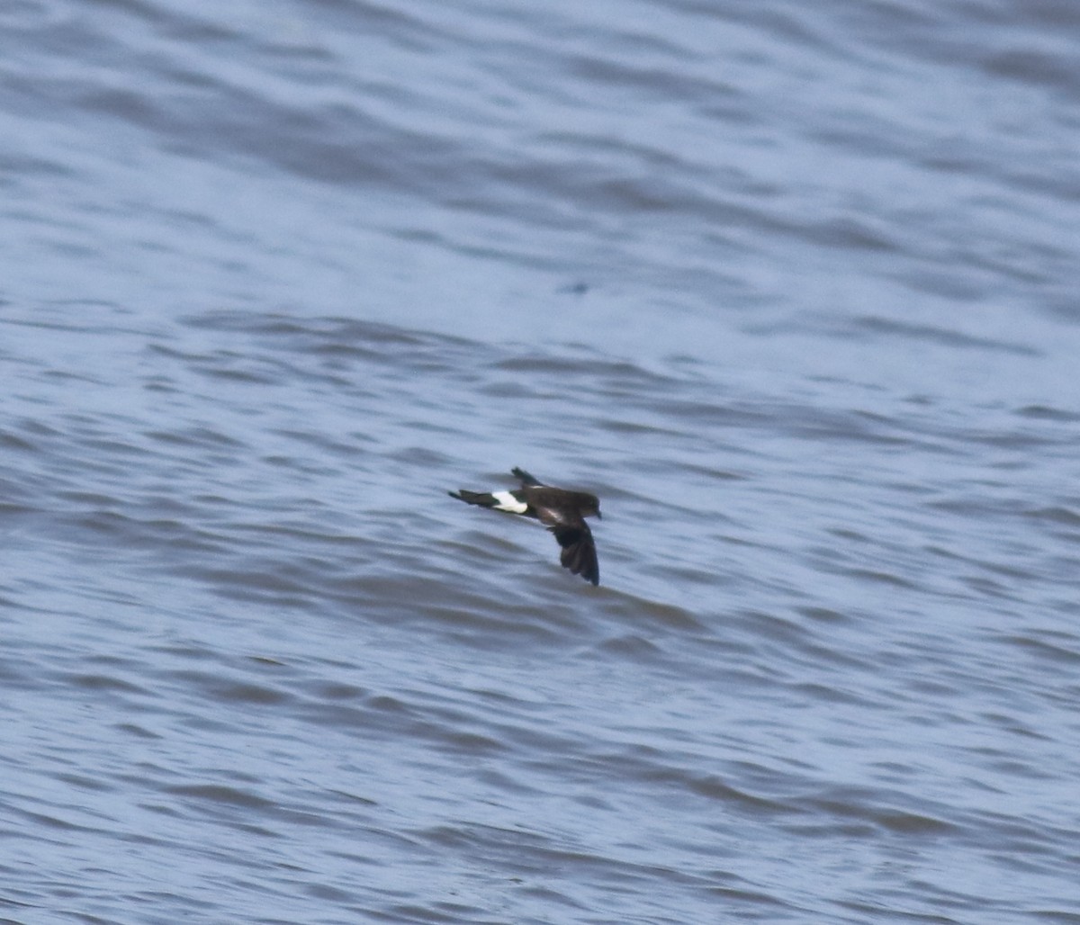 Wilson's Storm-Petrel - ML645589974