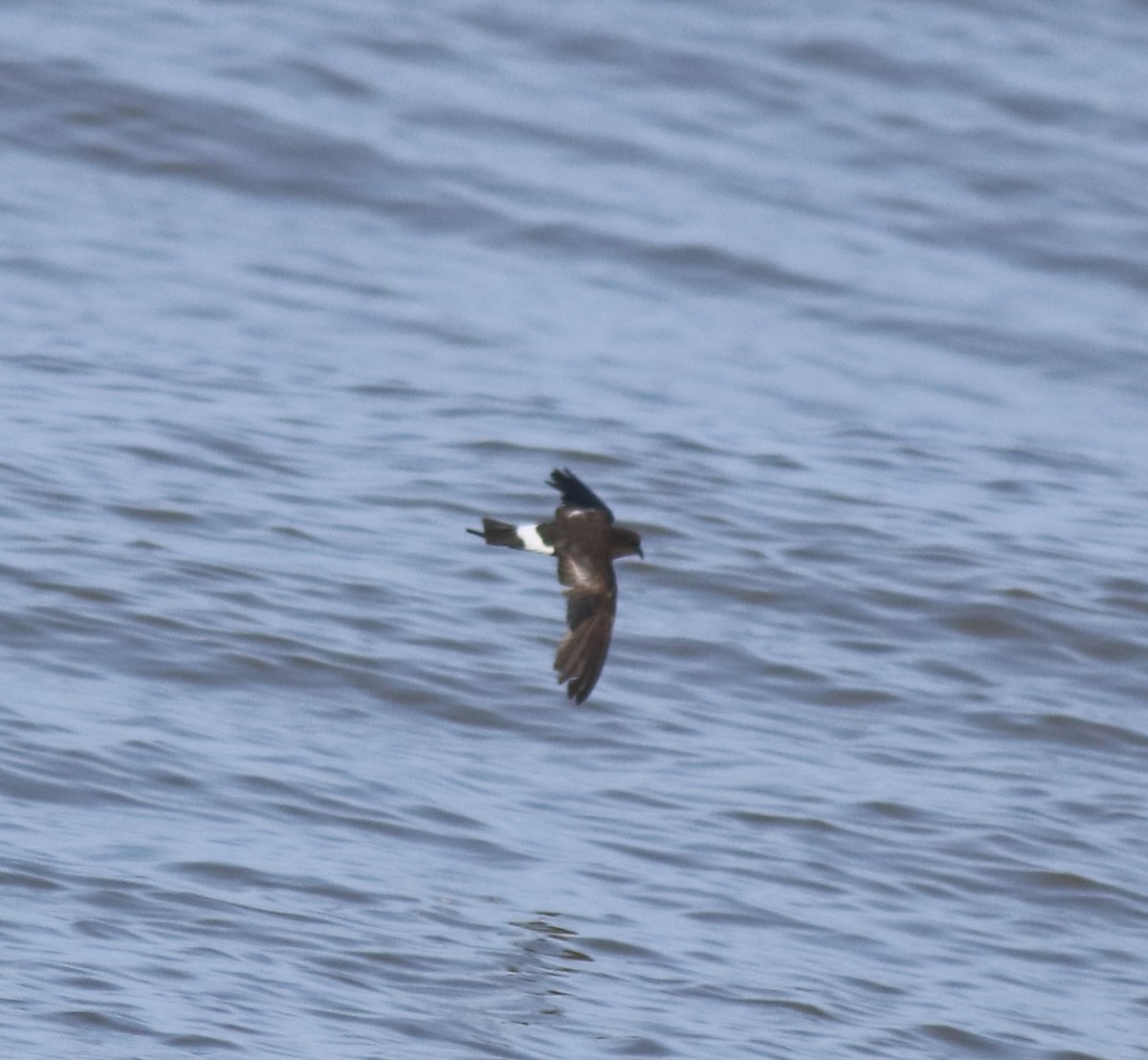 Wilson's Storm-Petrel - ML645589975