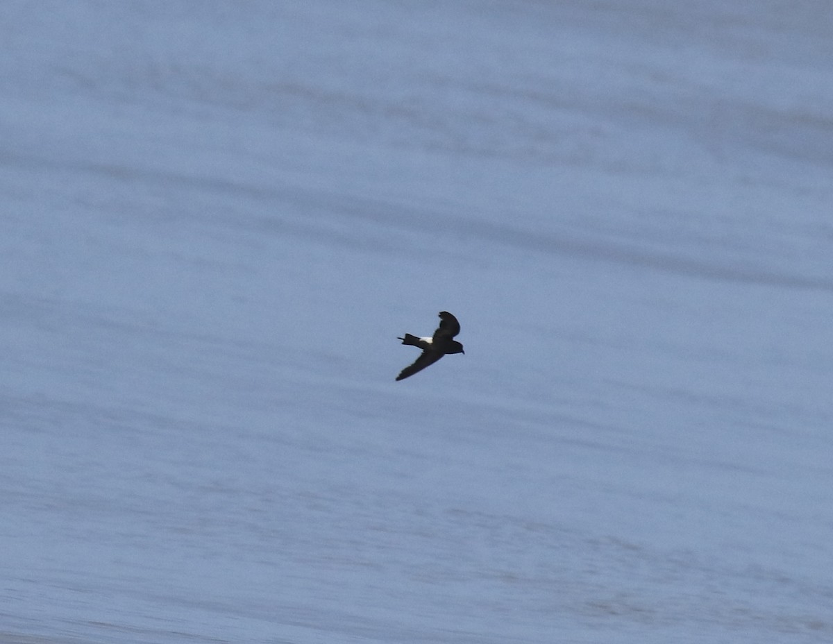 Wilson's Storm-Petrel - ML645589976
