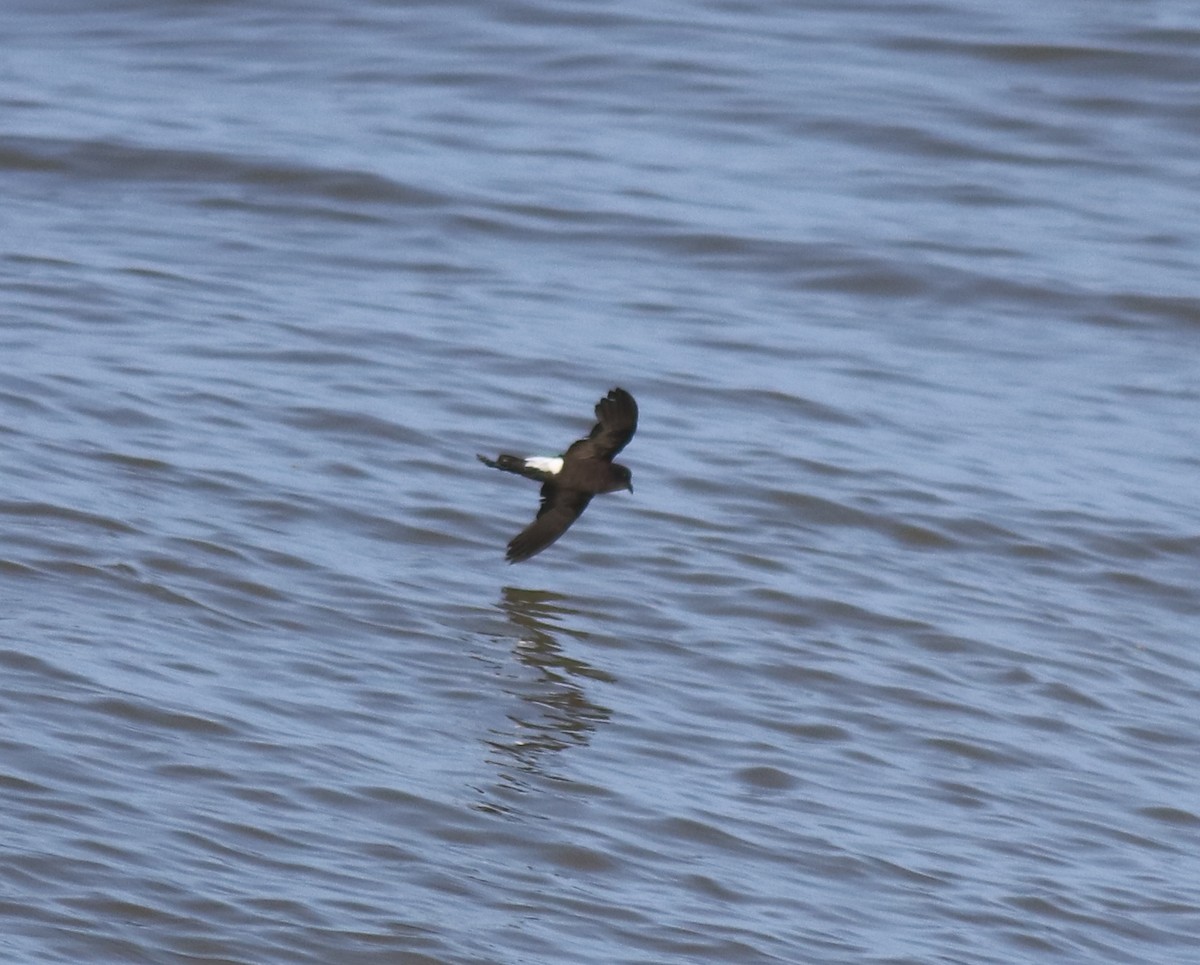 Wilson's Storm-Petrel - ML645589977