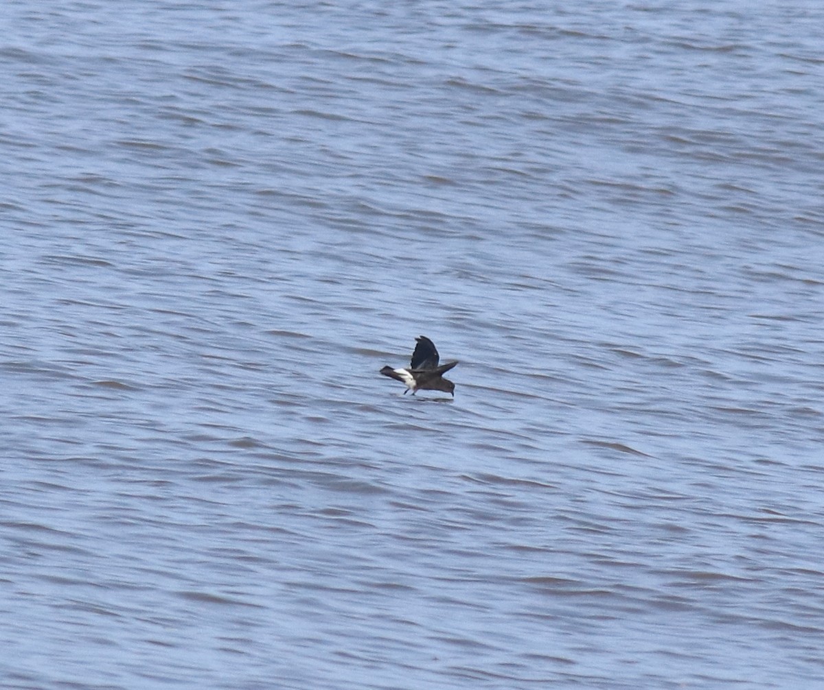 Wilson's Storm-Petrel - ML645589978