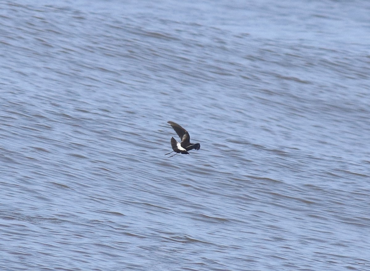 Wilson's Storm-Petrel - ML645589979