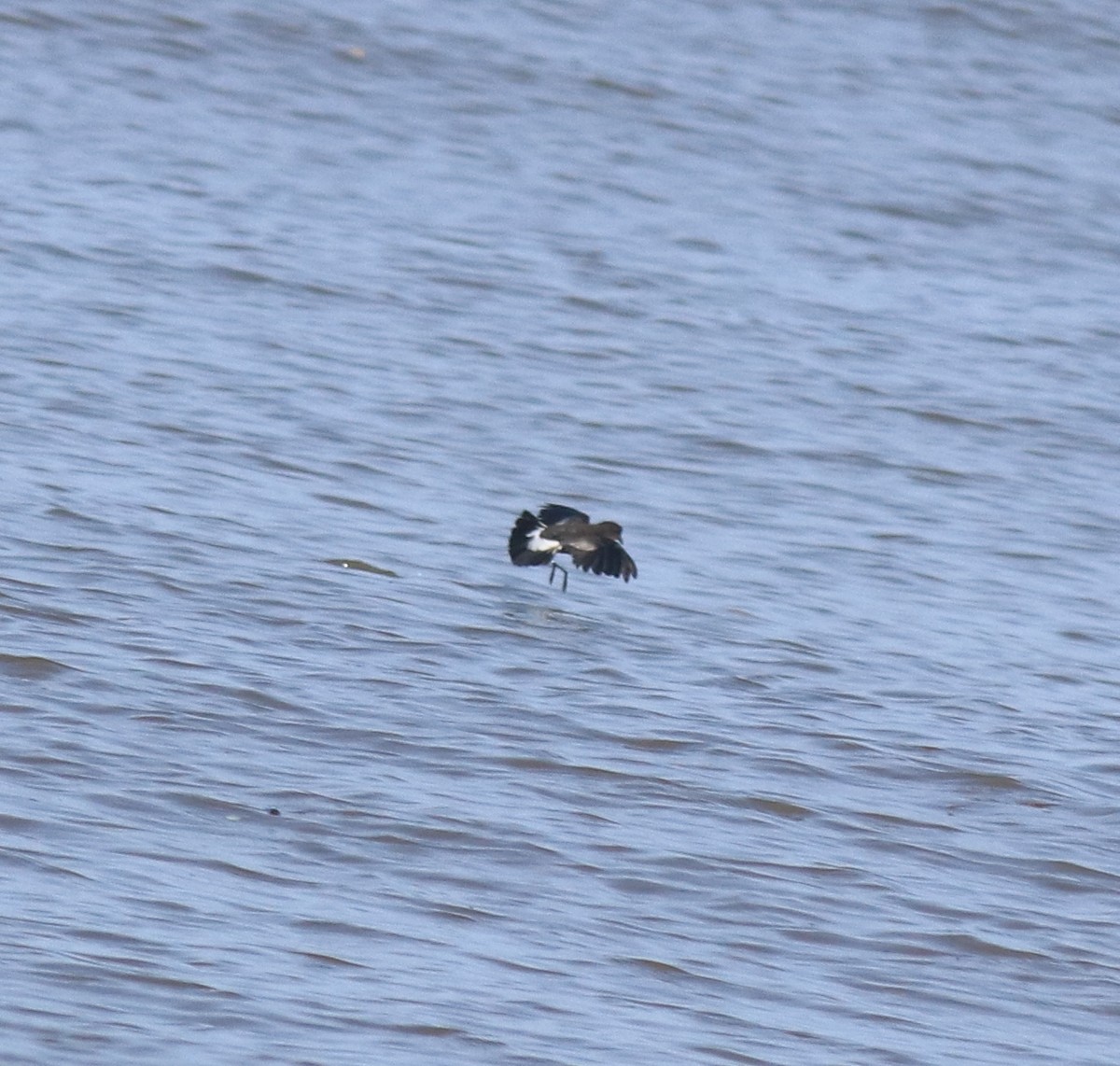 Wilson's Storm-Petrel - ML645589980