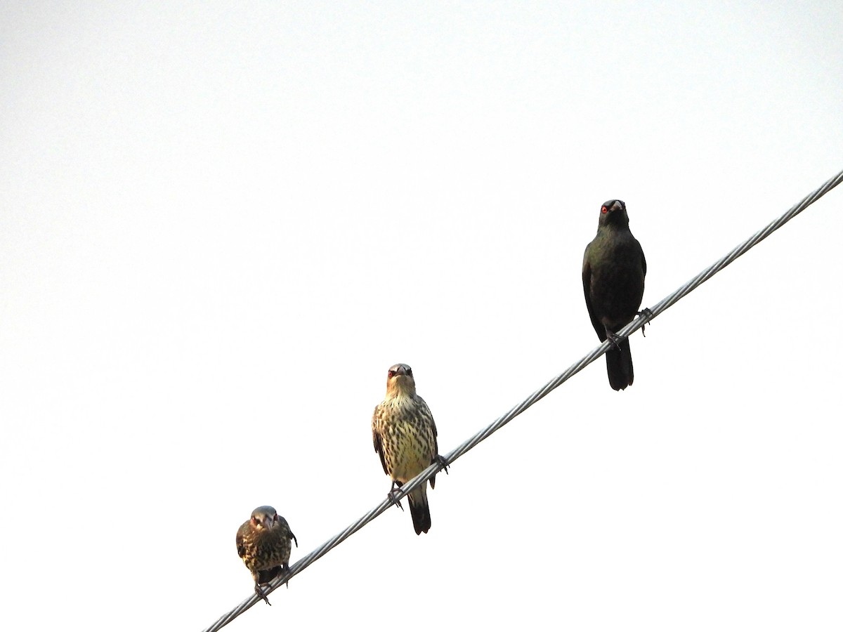 Asian Glossy Starling - ML645589983