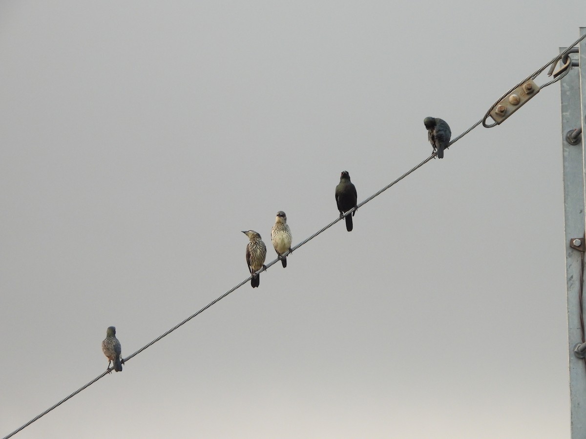 Asian Glossy Starling - ML645589984