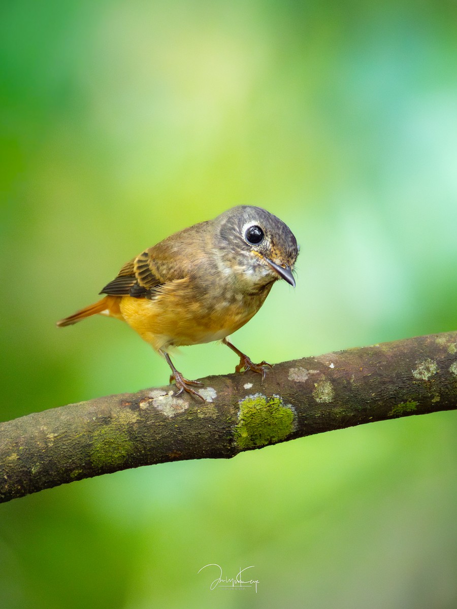 Ferruginous Flycatcher - ML645589985