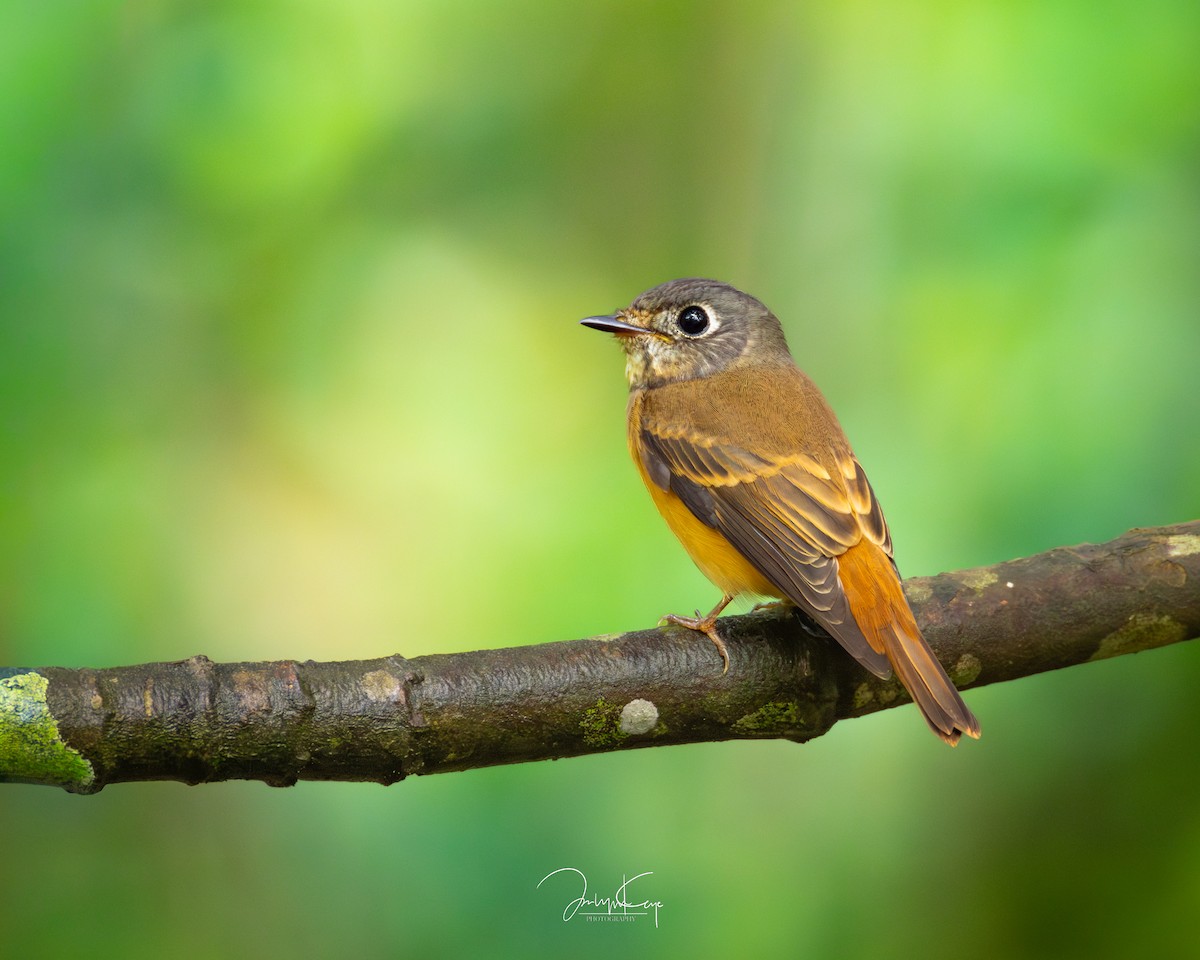 Ferruginous Flycatcher - ML645589986