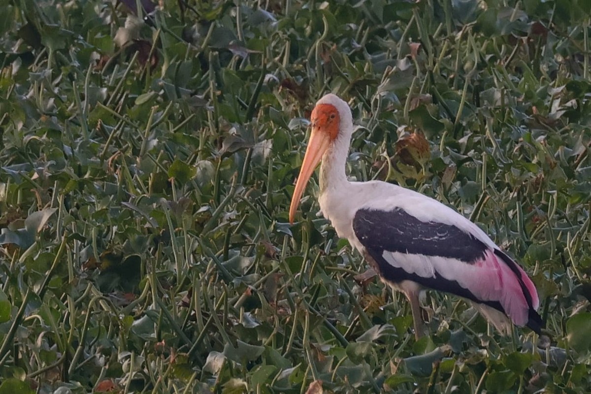 Painted Stork - ML645589988