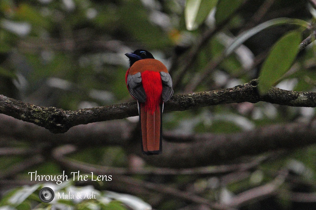 Scarlet-rumped Trogon - ML645590005