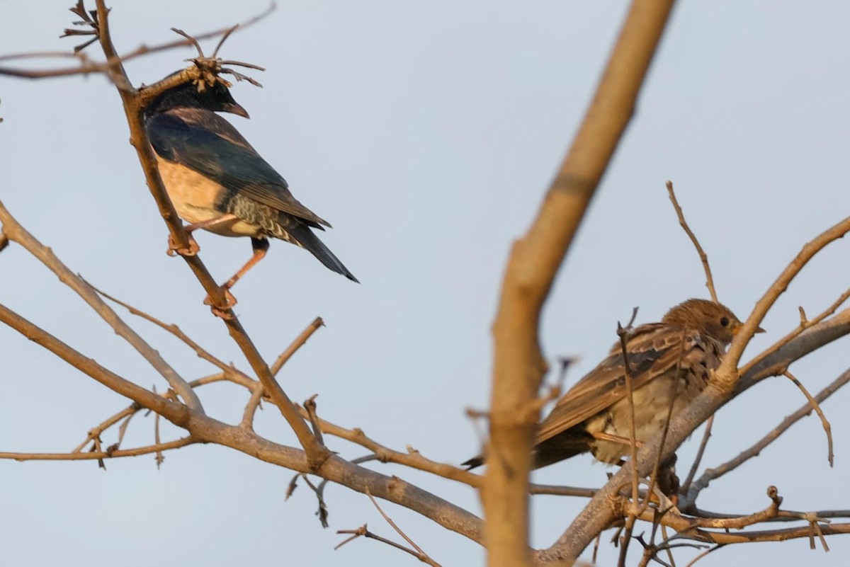 Rosy Starling - ML645590007