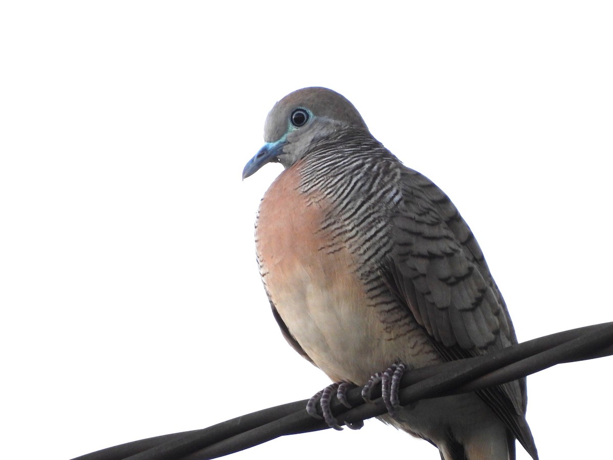 Zebra Dove - ML645590010