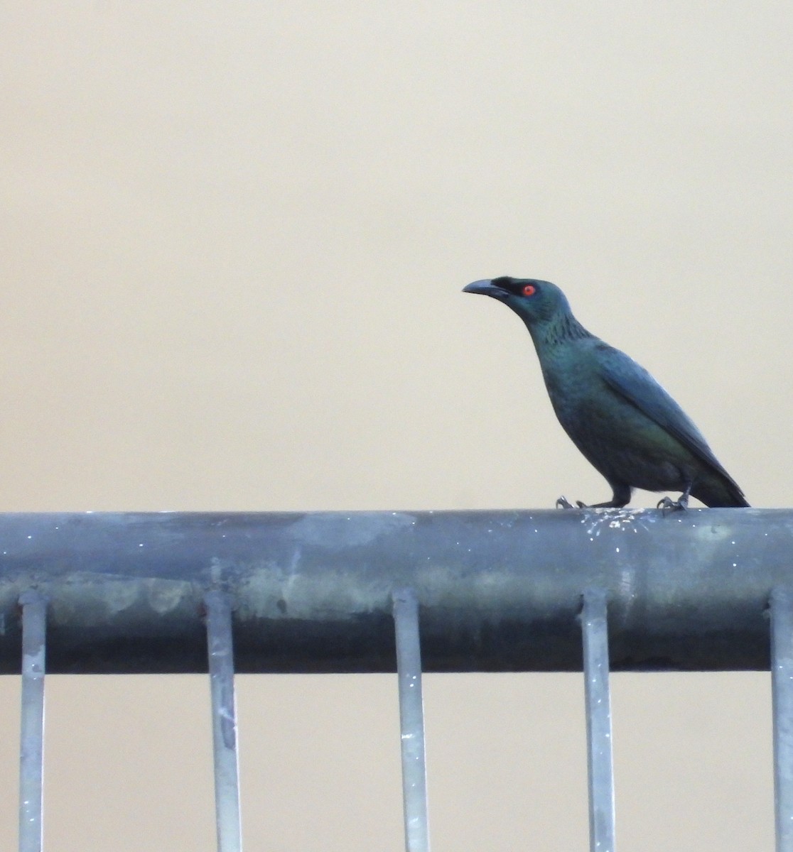 Malay Sığırcığı - ML645590026