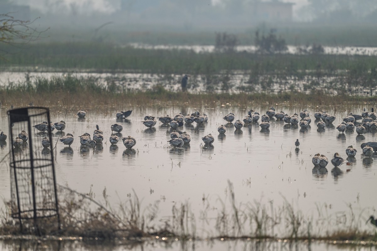 インドガン - ML645590031