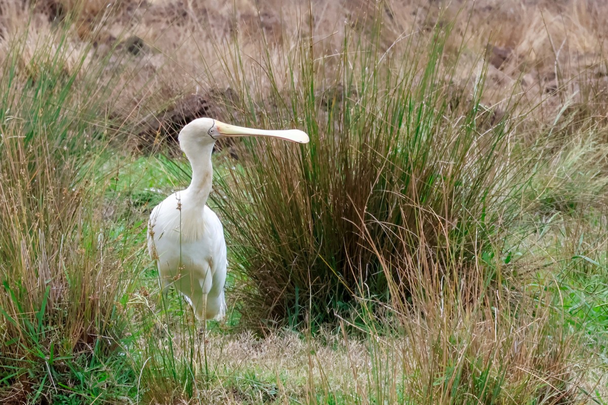 Yellow-billed Spoonbill - ML645590036