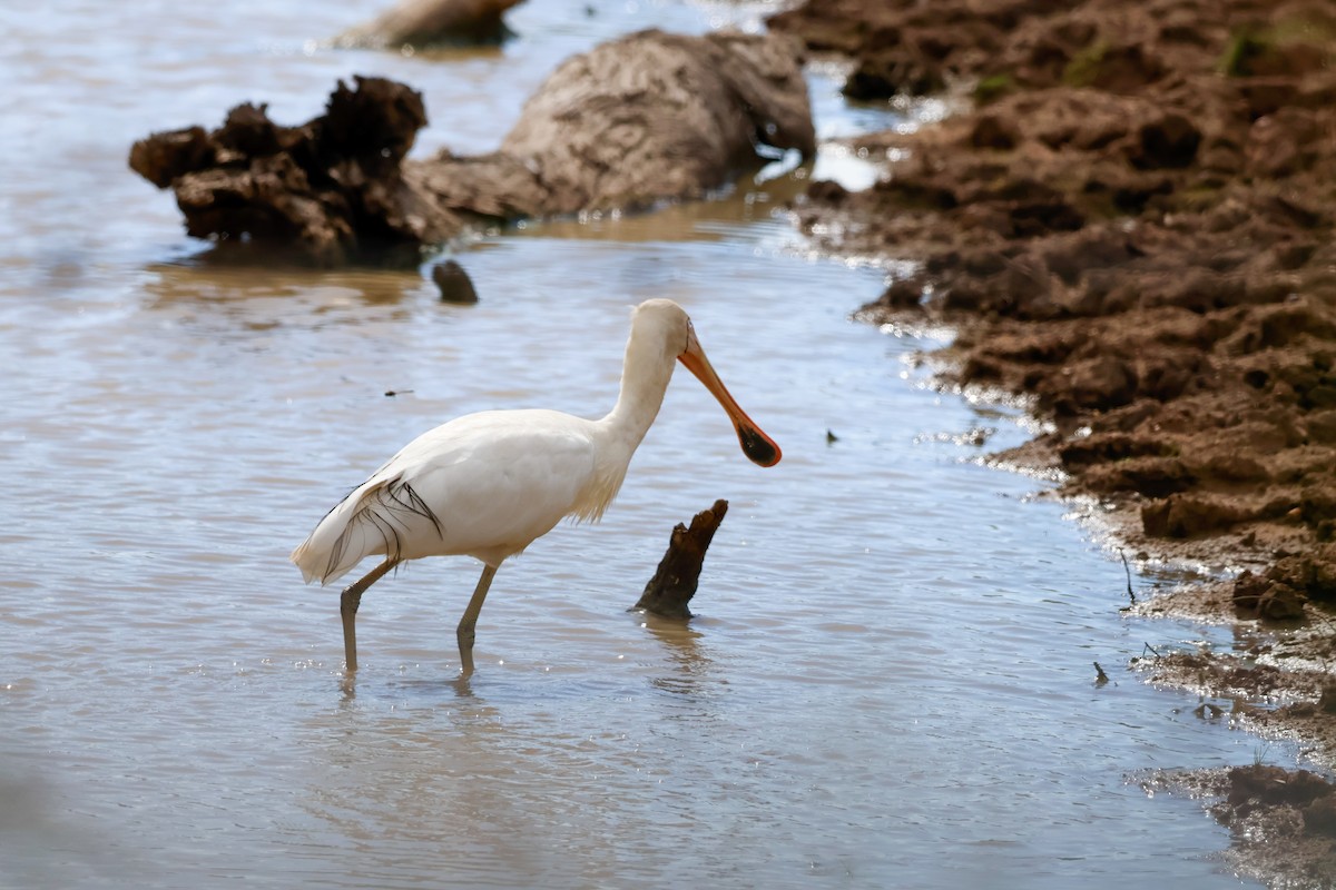 Yellow-billed Spoonbill - ML645590037