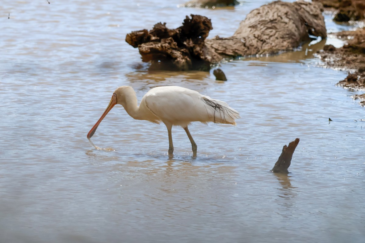 Yellow-billed Spoonbill - ML645590038