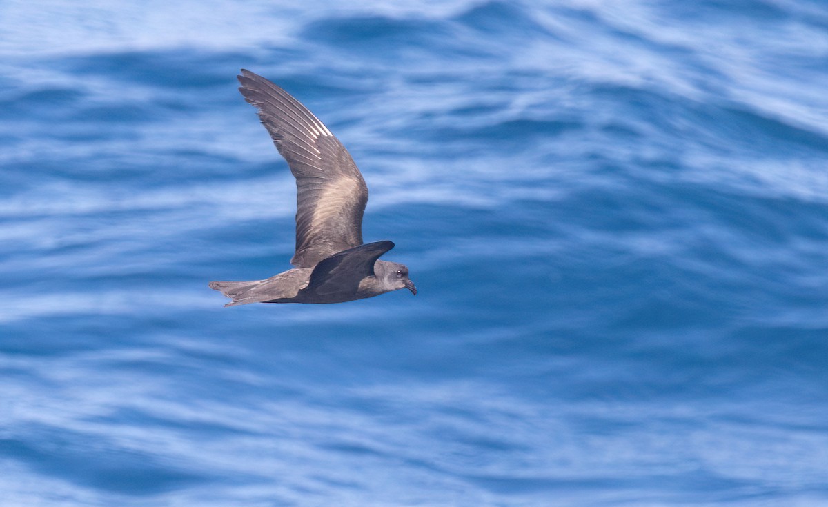 Swinhoe's Storm-Petrel - ML645590058