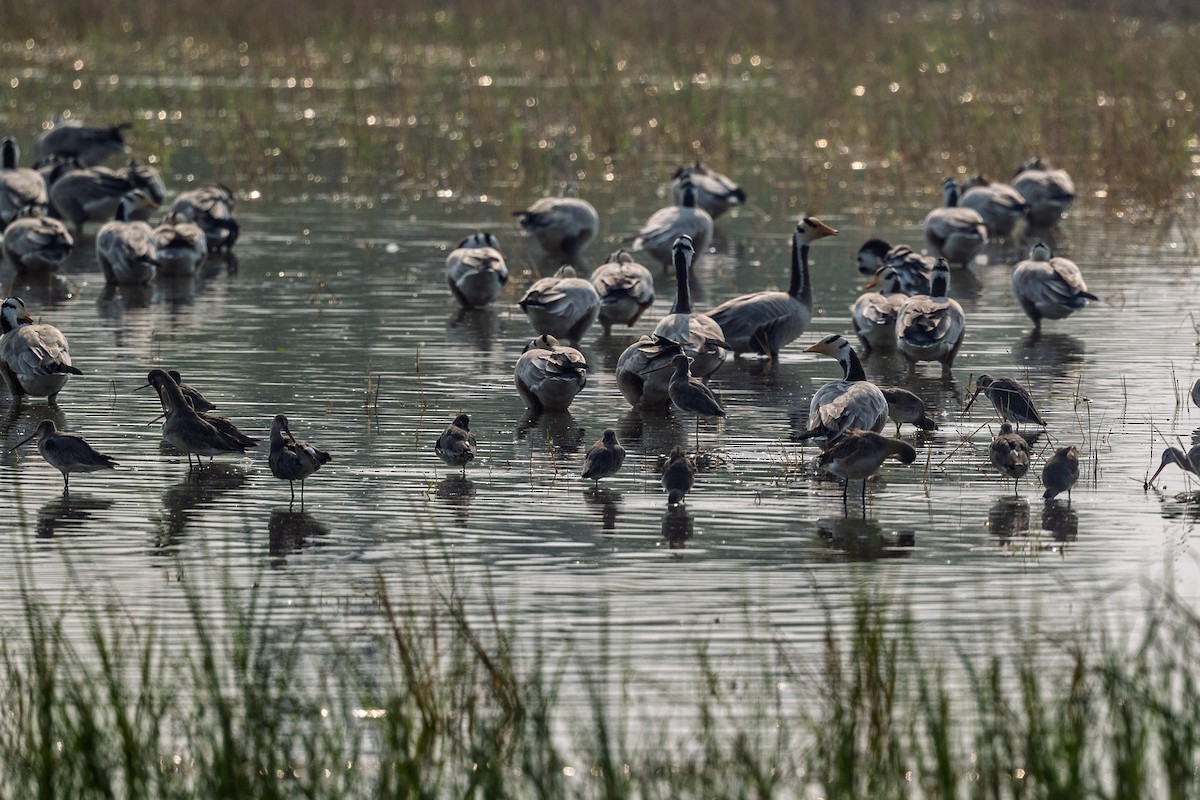 Bar-headed Goose - ML645590059
