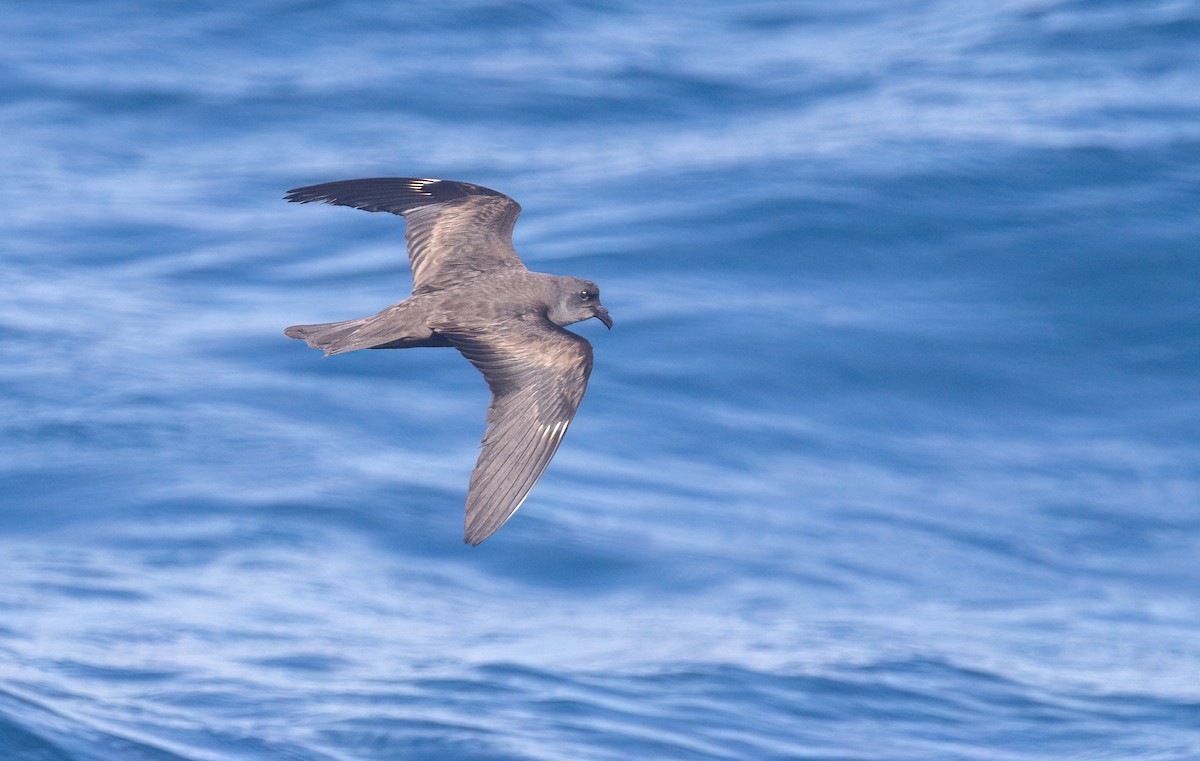 Swinhoe's Storm-Petrel - ML645590060