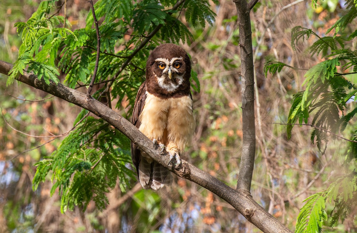 Spectacled Owl - ML645590061