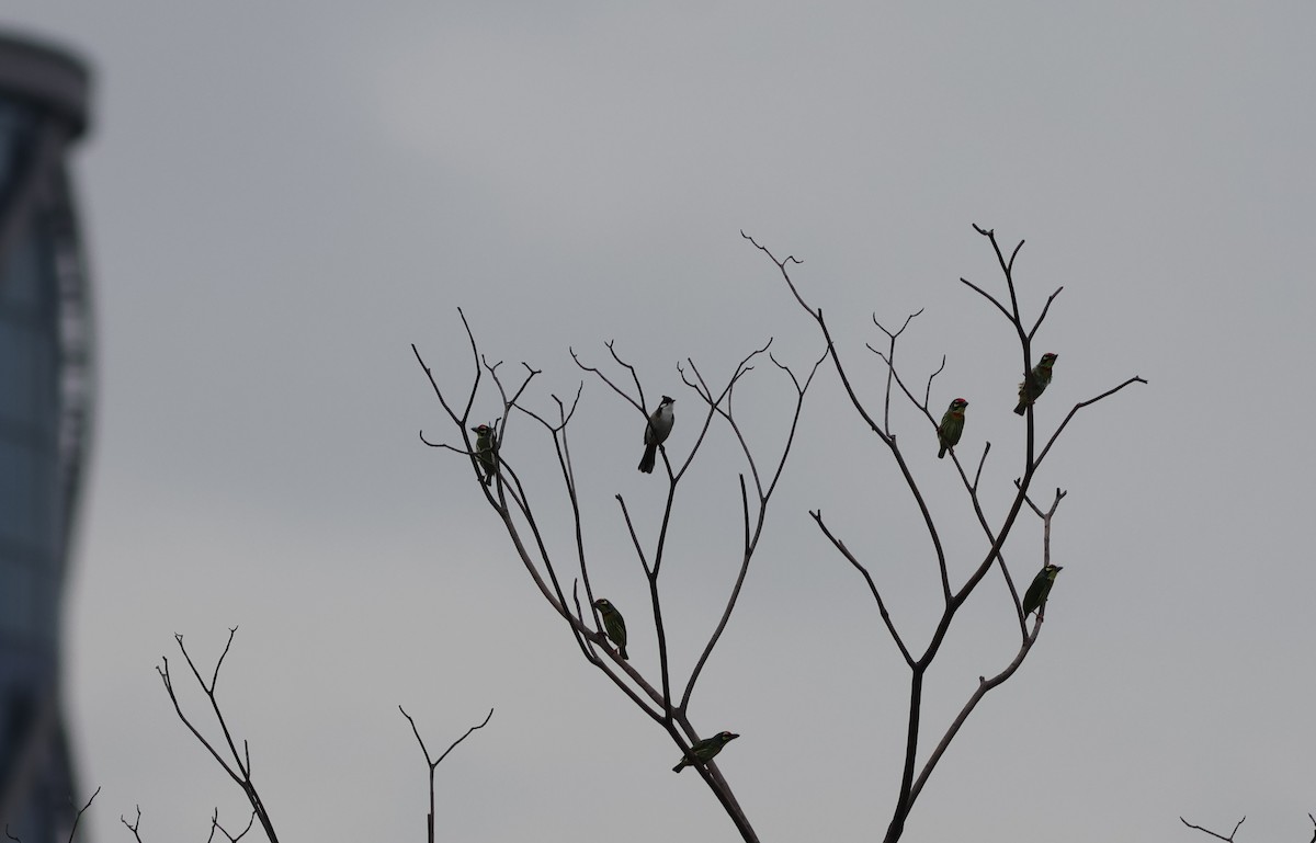 Red-whiskered Bulbul - ML645590062