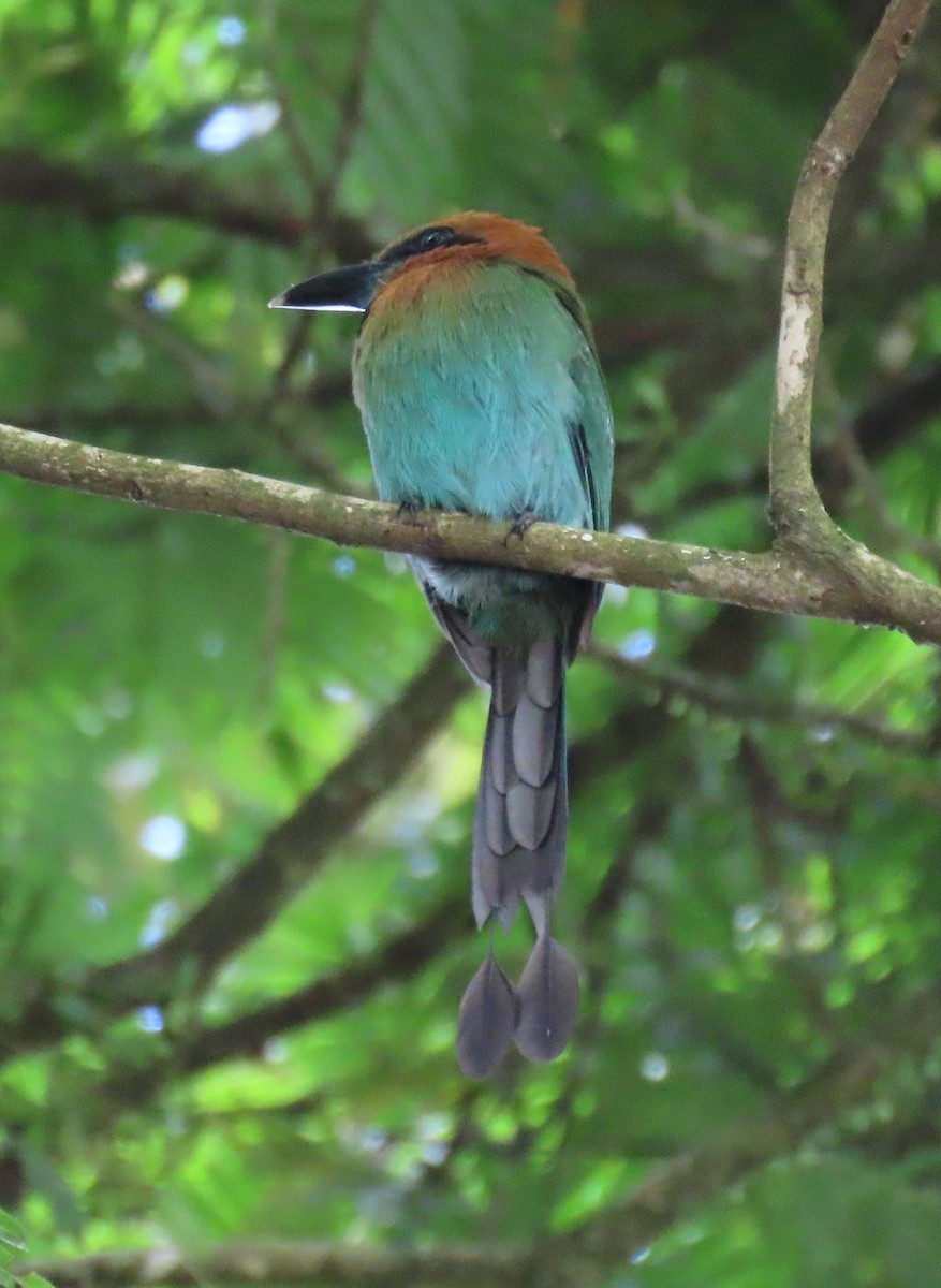 Rufous Motmot - ML645590064