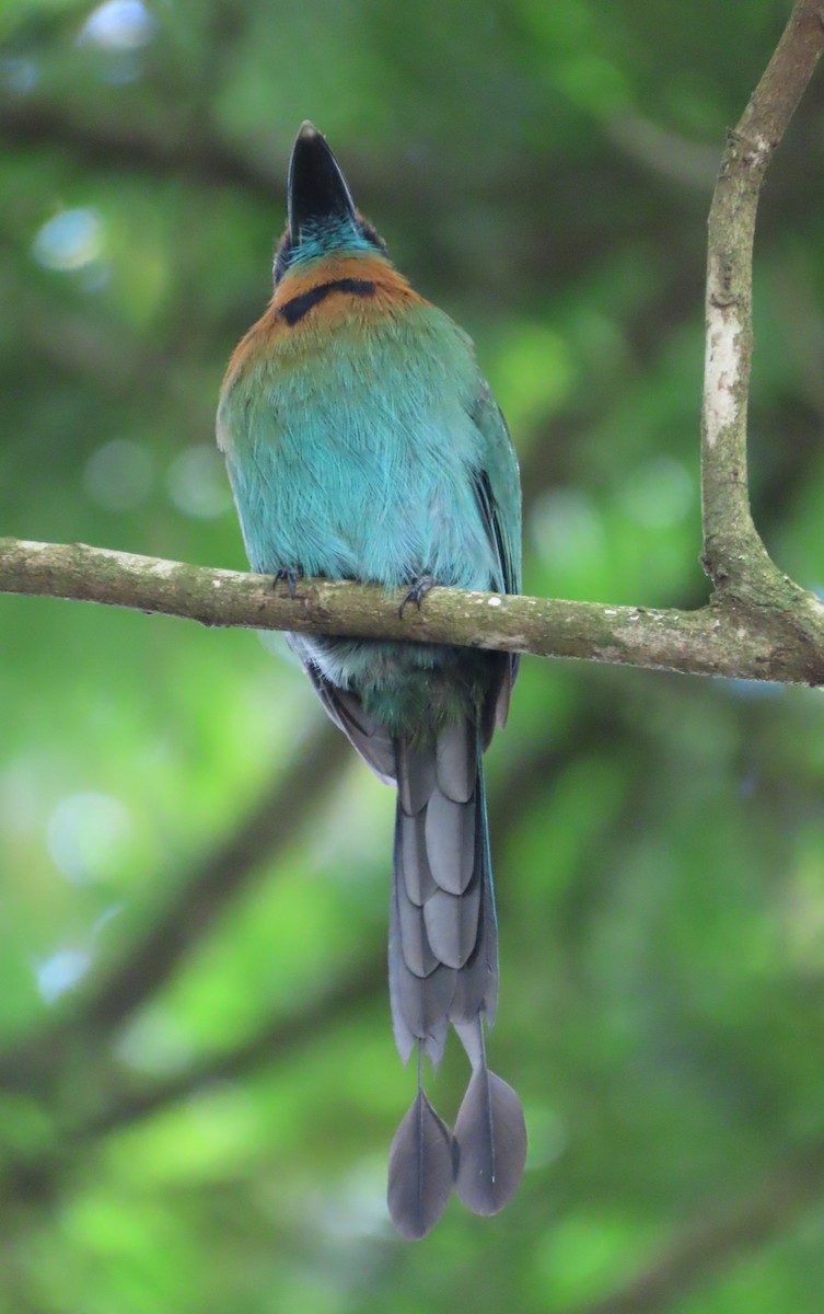 Rufous Motmot - ML645590065