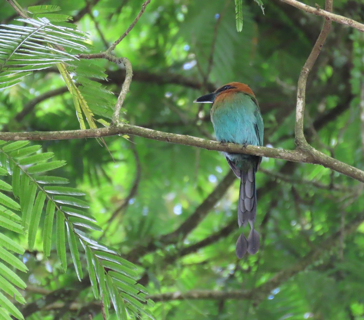Rufous Motmot - ML645590066