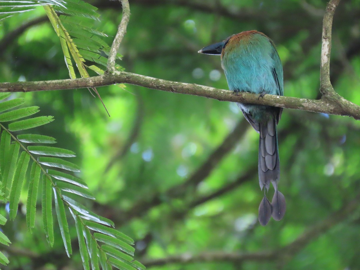 Rufous Motmot - ML645590067