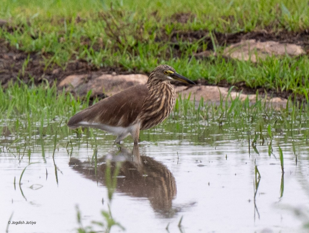 Indian Pond-Heron - ML645590068