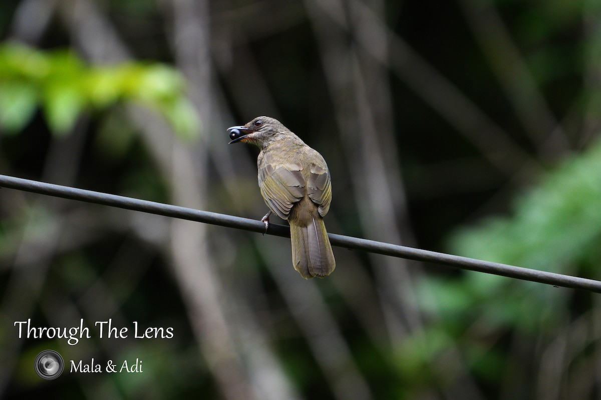 Olive-winged Bulbul - ML645590069