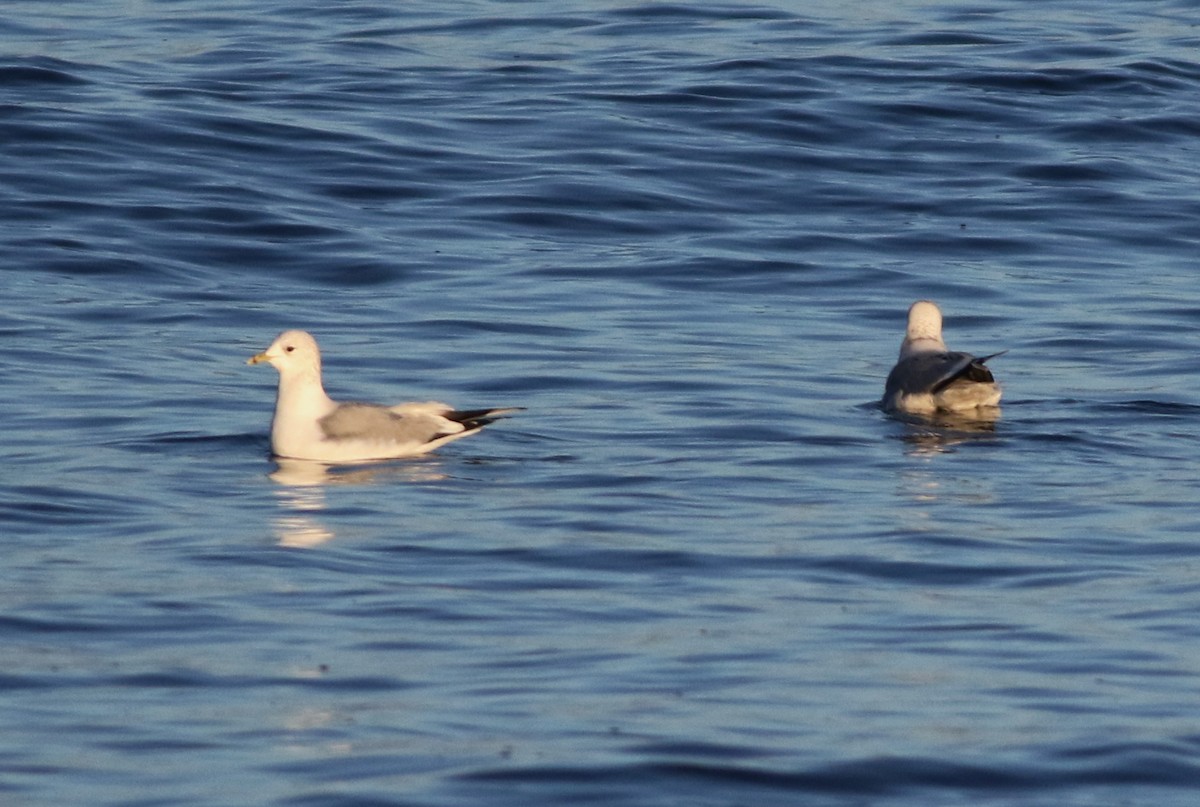 Common Gull - ML645590070