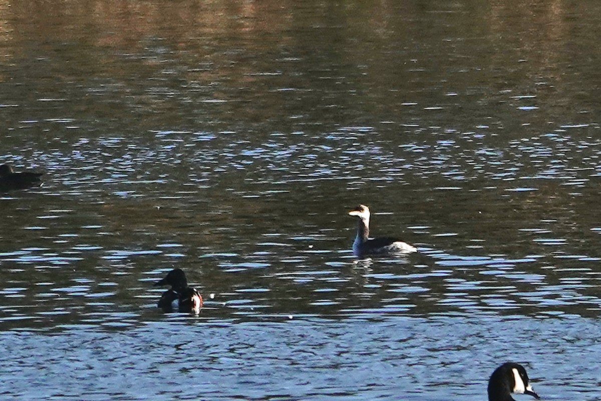 Red-necked Grebe - ML645590071