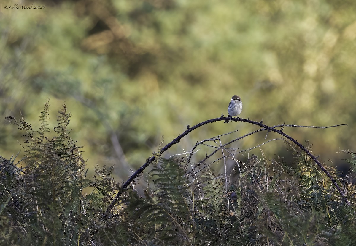Brown Shrike - ML645590073