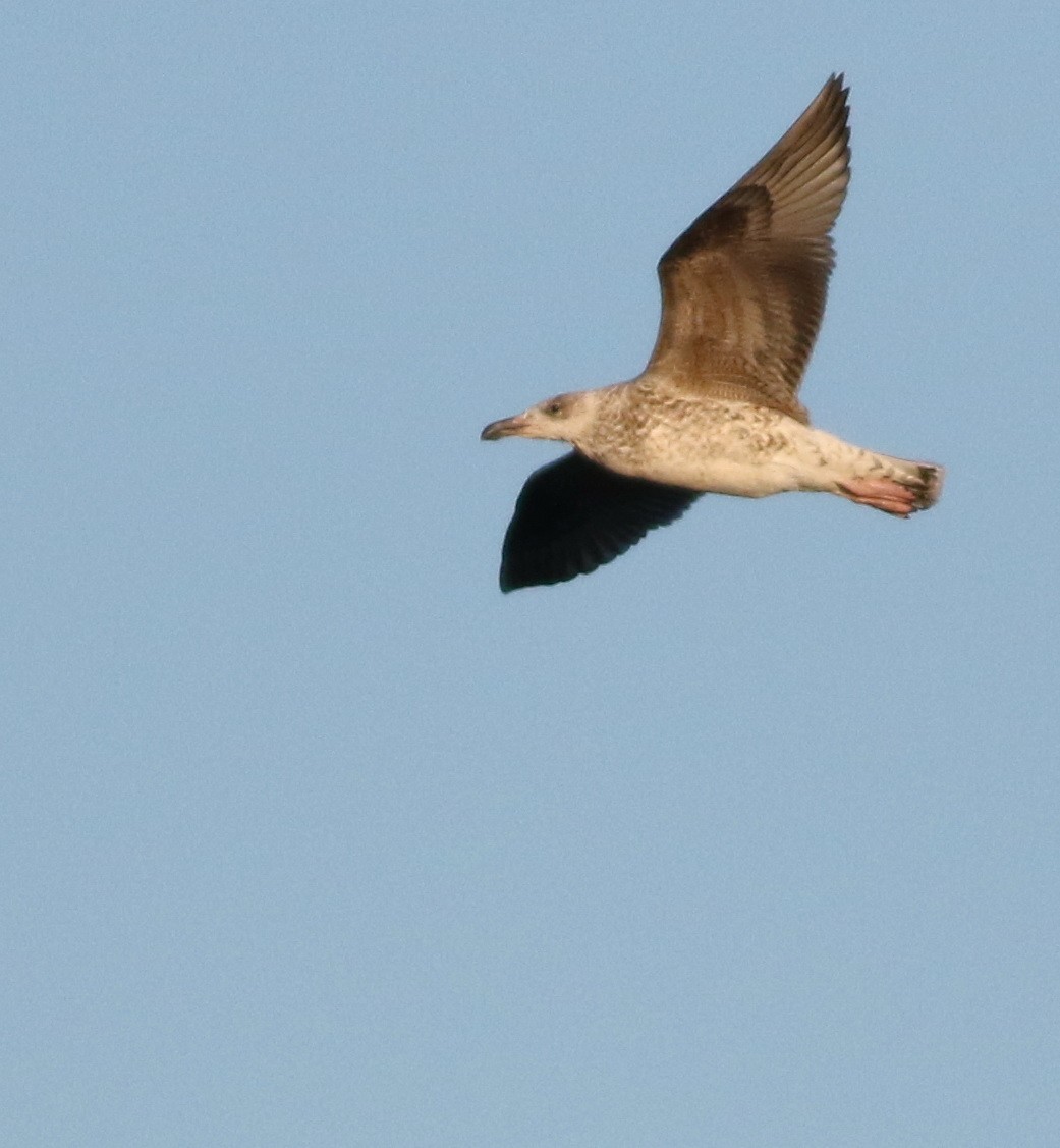 Great Black-backed Gull - ML645590075