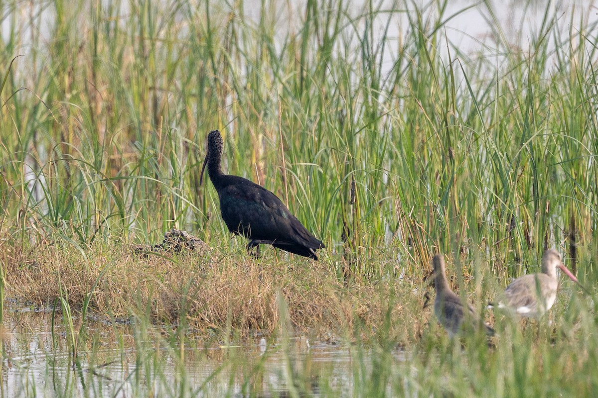 Glossy Ibis - ML645590077