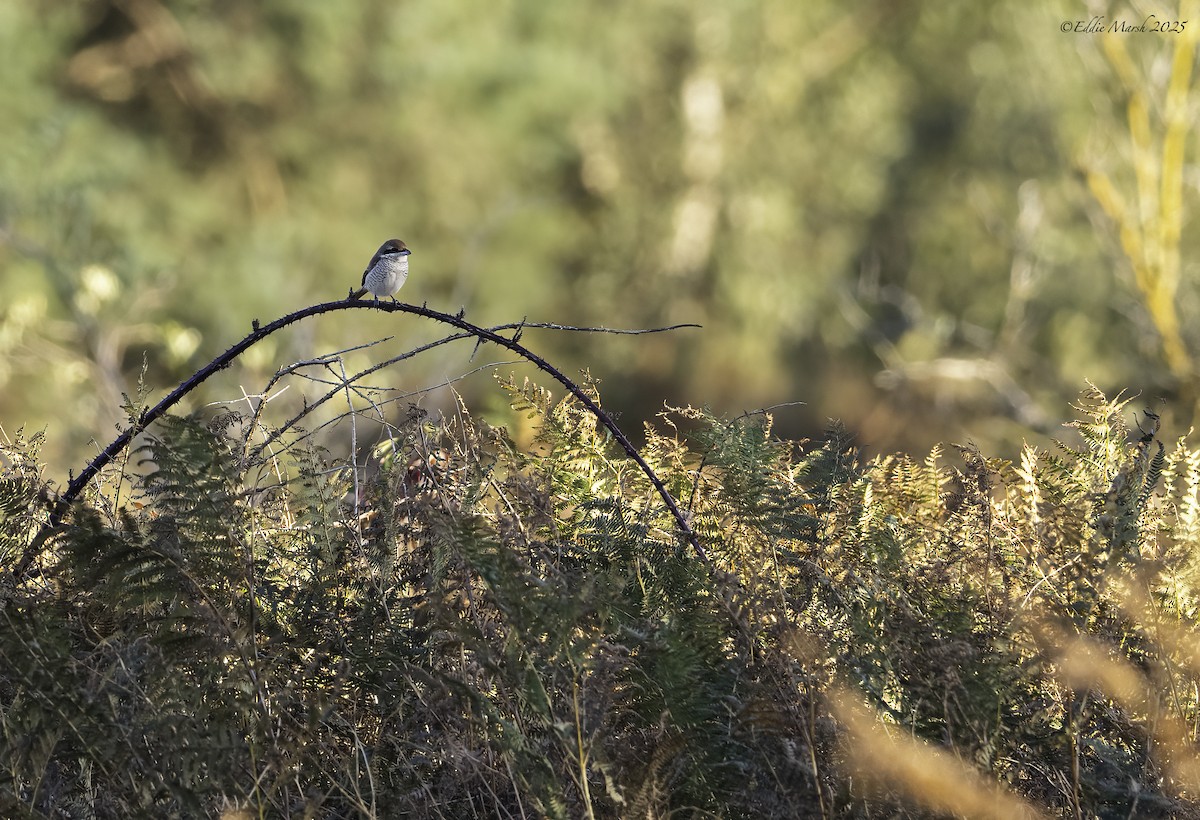 Brown Shrike - ML645590079