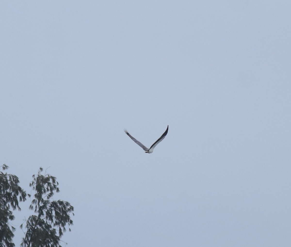 Large-billed Crow - ML645590080