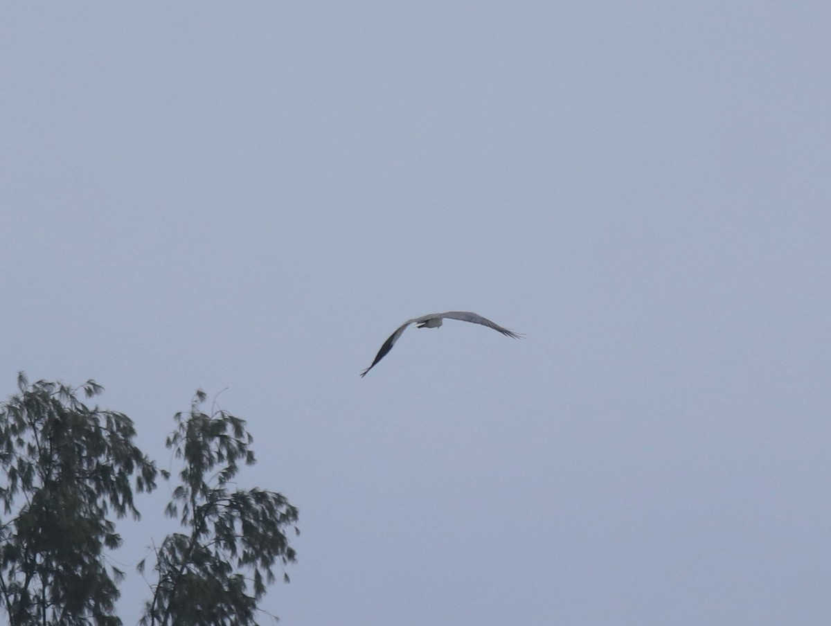 Large-billed Crow - ML645590081