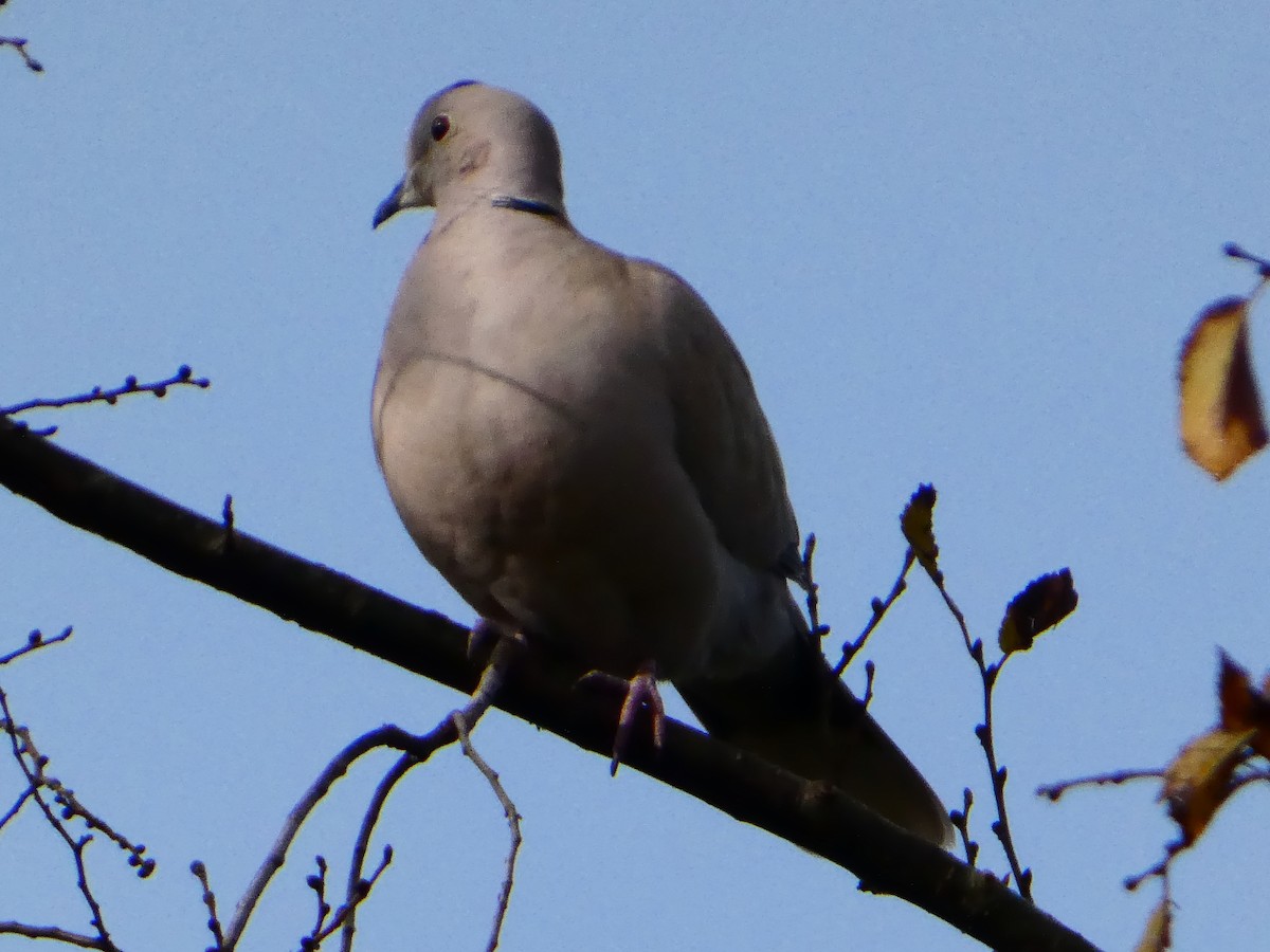 Eurasian Collared-Dove - ML645590082