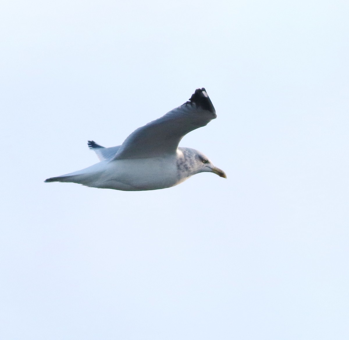 European Herring Gull - ML645590083
