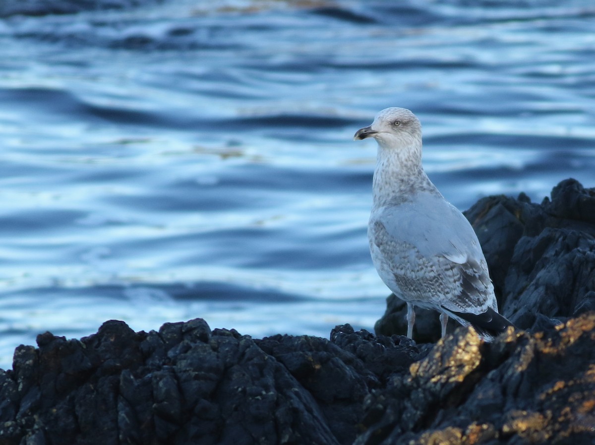 European Herring Gull - ML645590084