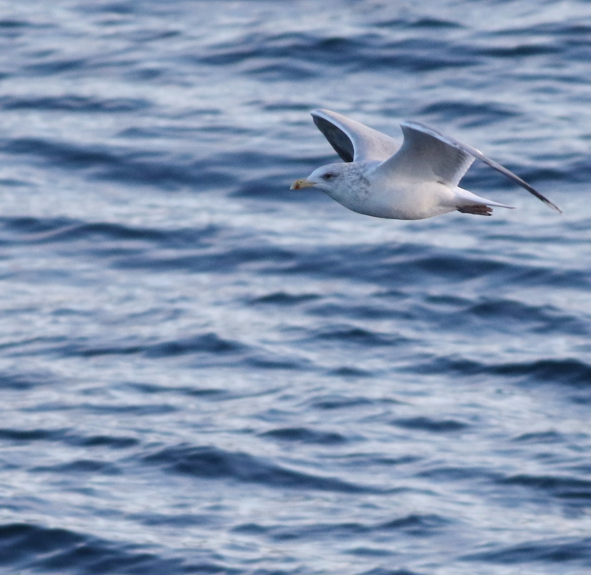 European Herring Gull - ML645590085