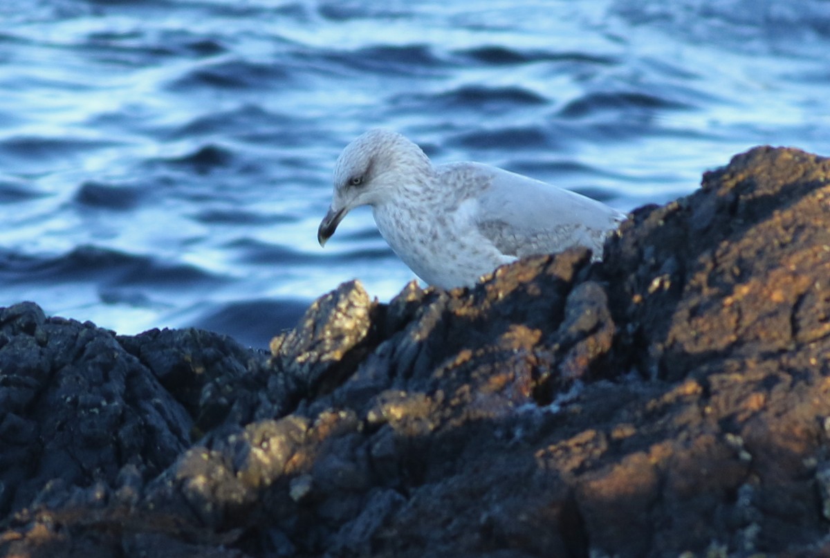 European Herring Gull - ML645590086