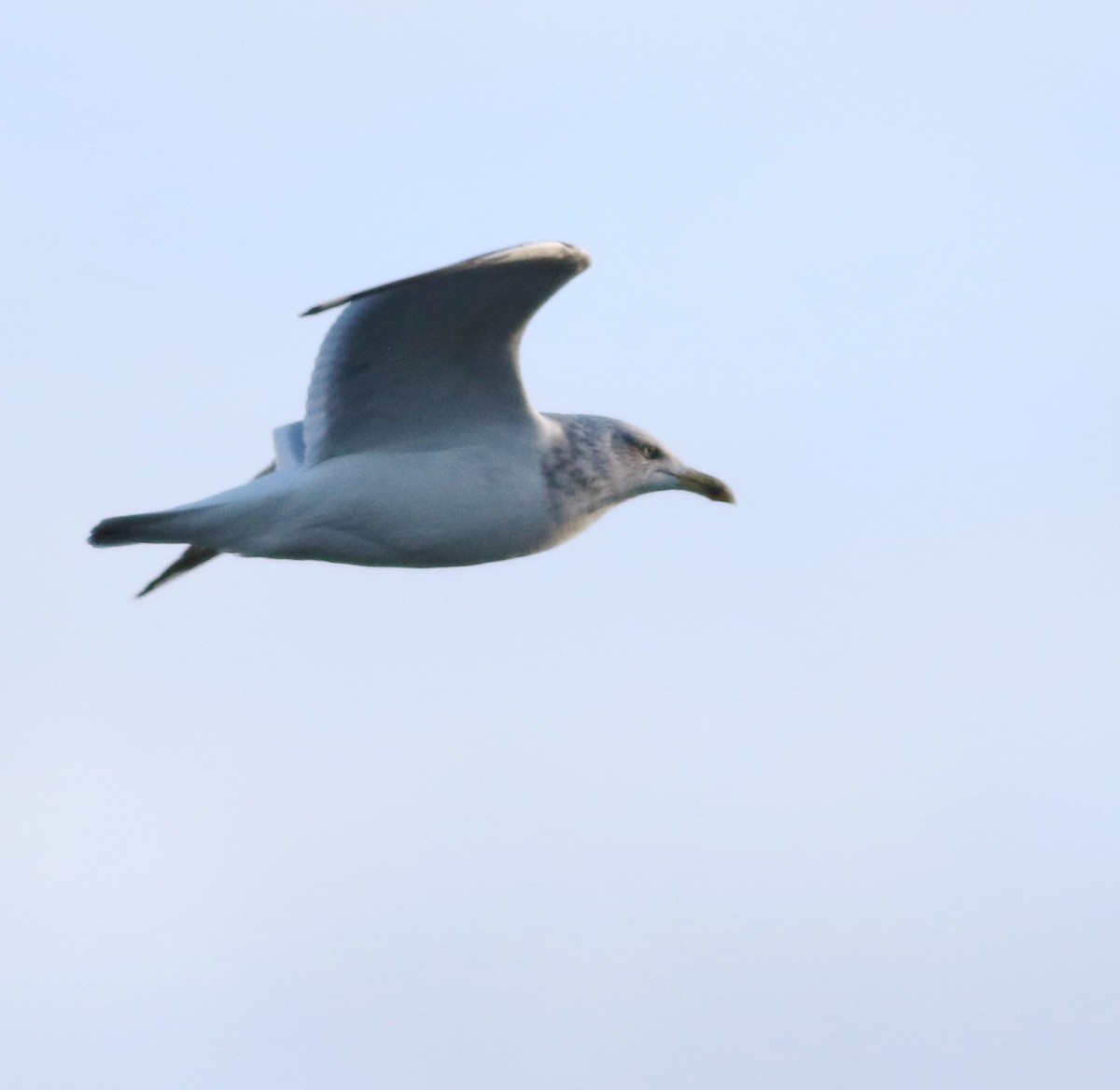 European Herring Gull - ML645590090